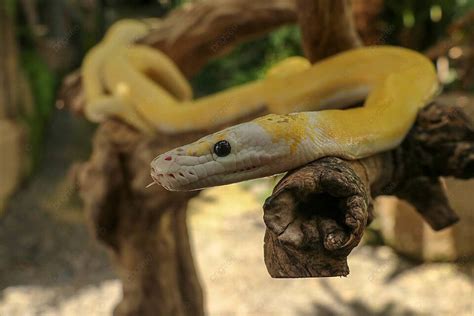 Albino Python On Tree Branch In Indonesia Bivittatus Close Up Snake ...