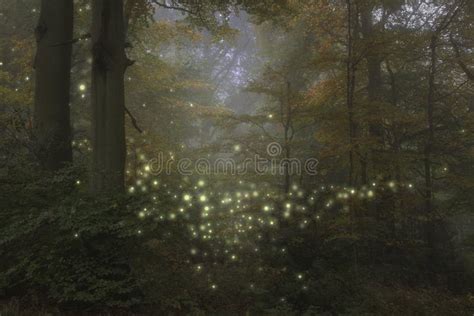 Fireflies at night stock photo. Image of midwest, grass - 16381328