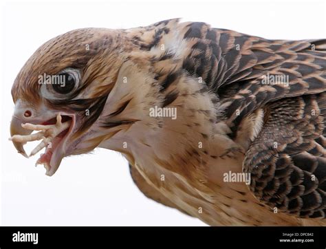 Asuncion, Paraguay. 12th Jan, 2014. A peregrine falcon eats food in a Stock Photo: 65425698 - Alamy