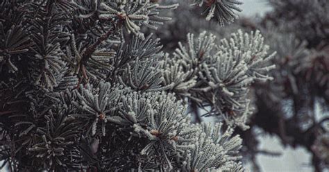 Еловые лапки | Пикабу