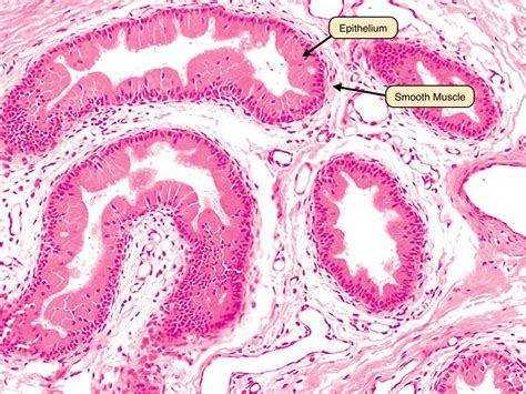 Labeled Epididymis Microscope Slide