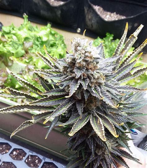 Purple Kush feminized seeds for sale: information and reviews - Herbies ...