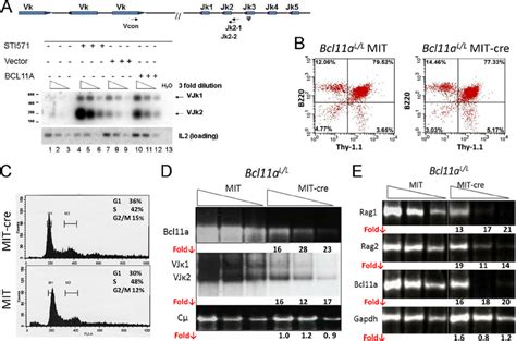 Modulation Of Bcl11a Expression Modulates Vdj Rearrangement A