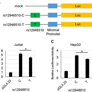Luciferase reporter assay of rs12946510. (A) Outline of the luciferase ... 