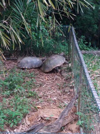 Paramaribo Zoo (Suriname): Top Tips Before You Go (with Photos ...