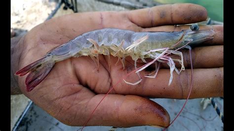 Shrinking Demand Crimps Shrimp Farmers Profits In Punjab Hindustan Times