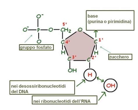 Rna Acido Ribonucleico