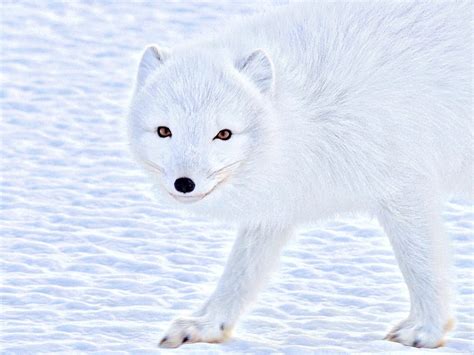 12 Amazing Facts about Arctic Foxes - Facts