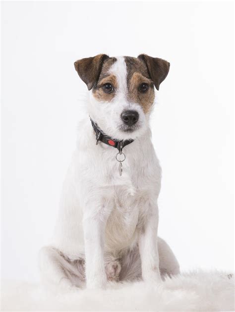 Dollzis Rough Coat Jack Russell Puppy For Sale Uk