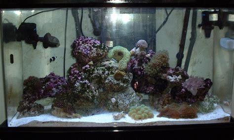 My Gallon Reef Tank Tank Shots Nano Reef Community