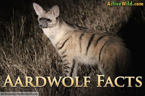 Aardwolf Facts, Pictures, Information & Video: The Insect-Eating Hyena