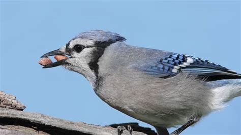 Blue Jays Favorite Food for Birdwatching | Birds Tracker