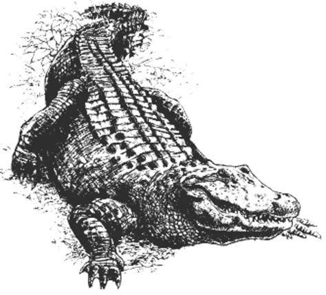 45 best Crocodile Tattoo Outline images on Pinterest | Crocodile ...