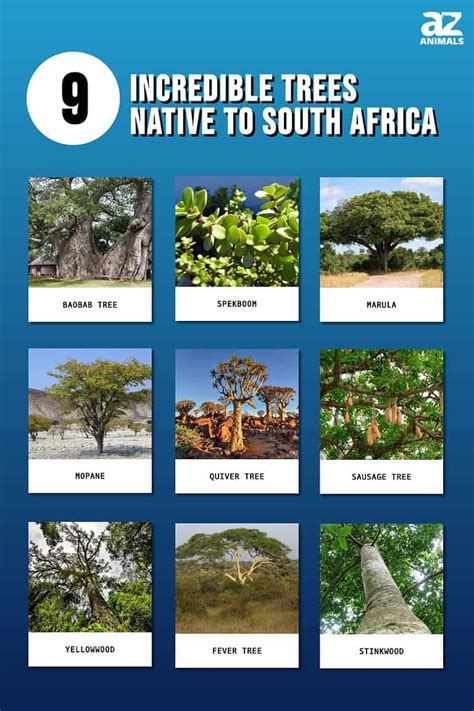 9 Incredible Trees Native to South Africa - A-Z Animals