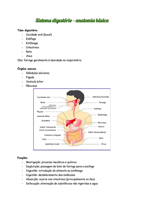 Sistema Digestório Anatomia Básica Sistem Digestóri Anatomi Básic