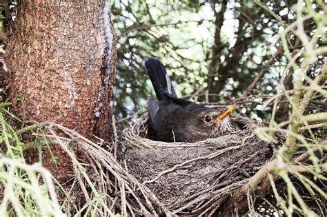 Blackbird Nest Bird - Free photo on Pixabay - Pixabay