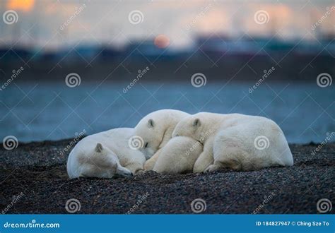 Tres Lindos Osos Osos Polares Blancos Que Duermen Entre S Imagen De