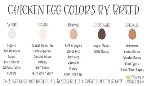 Chicken Egg Colors by Breed - Silver Homestead