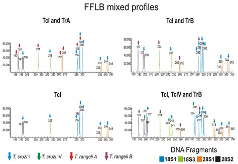 Frontiers New Insights Into Trypanosoma Cruzi Genetic Diversity