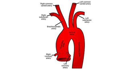 Common Carotid Artery