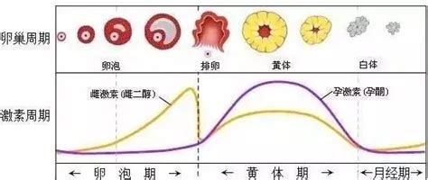 女性生理期到底要不要运动？什么运动更适合？ 知乎