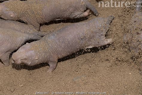 Stock Photo Of Naked Mole Rat Heterocephalus Glaber Group Assamo Djibouti Available For