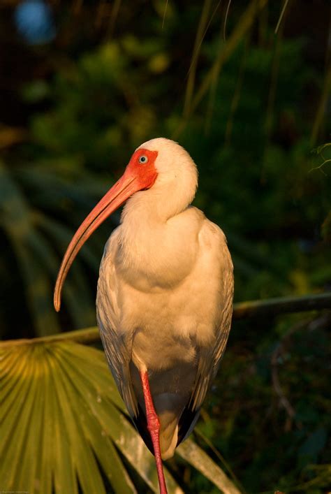 American White Ibis Eudocimus Albus American White Ibis Eu Flickr