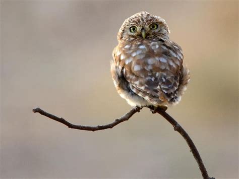 15 Things We Didn't Know About Baby Owls | Always Pets