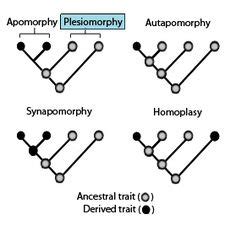 13 Tree of Life ideas | phylogenetic tree, great chain of being, evolution