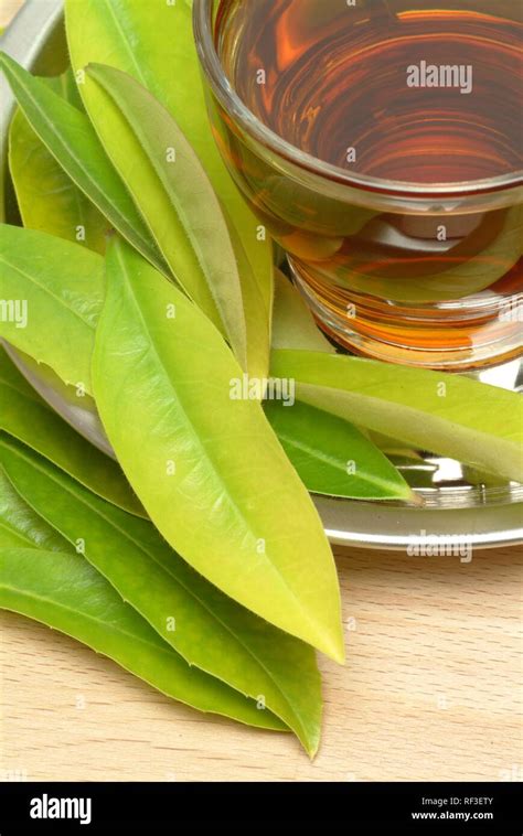 Yerba Mate Or Erva Mate Ilex Paraguariensis Herbal Tea Stock Photo