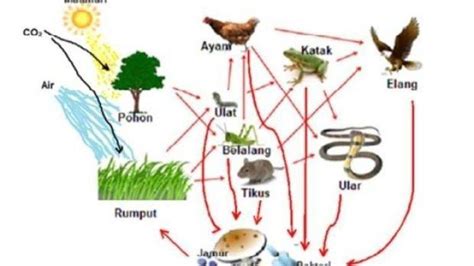 Jenis Jenis Interaksi Dalam Ekosistem Materi Belajar Biologi Kelas 10