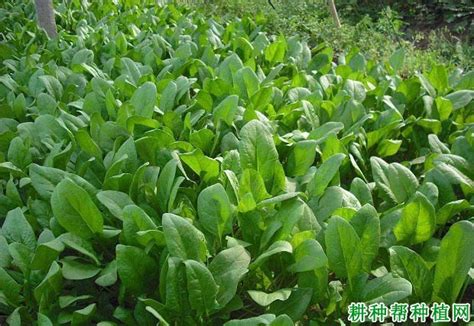 给菠菜施肥需要注意什么？—【耕种帮种植网】