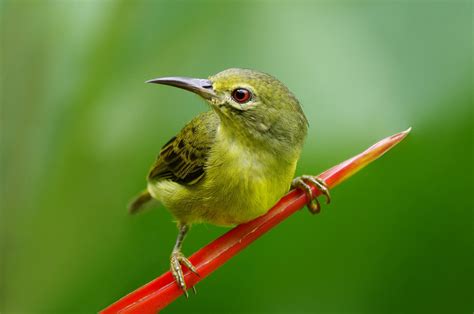 The alert small little bird - Pentax User Photo Gallery