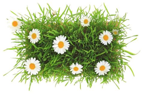 Premium Photo Green Grass And White Flowers Isolated On White Background