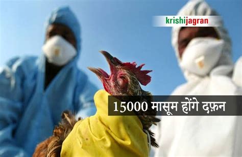 Bird Flu Virus भुवनेश्वर में चूज़ों समेत लगभग 15000 मुर्गे मुर्गियों