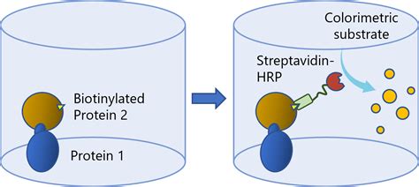 Colorimetric Assay Kits