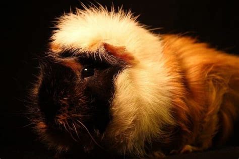 How To Care For A Dying Guinea Pig Caring For All Pets