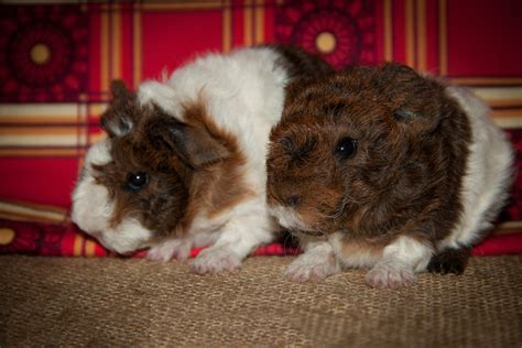 Guinea Pig Breeds Different Types Of Guinea Pigs Petreview