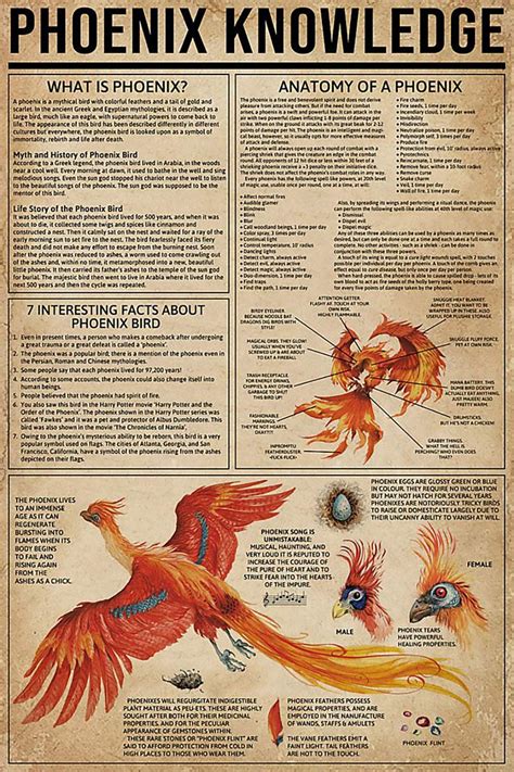 King Print Phoenix Knowledge Poster Basic Definition Anatomy