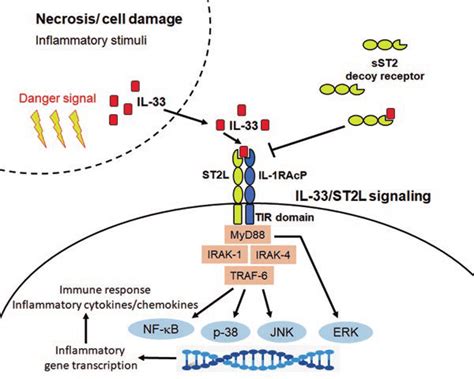 2 Interleukin 33st2l Signaling Damage To Stromal Cells Can Induce