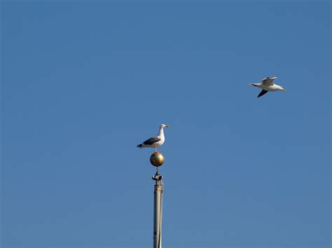 Group of Birds flying in the Sky · Free Stock Photo