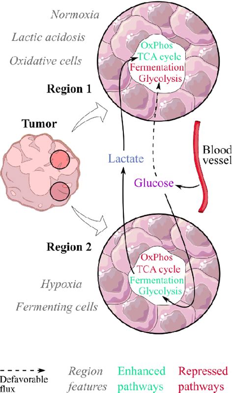 Pdf How Warburg Associated Lactic Acidosis Rewires Cancer Cell Energy