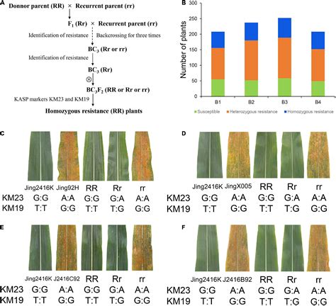 Frontiers RppM Encoding A Typical CC NBS LRR Protein Confers