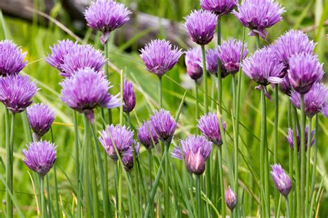 Szczypiorek Allium schoenoprasum sylwetka pielęgnacja Mój Piękny Ogród