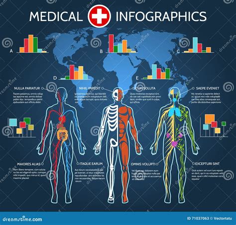 Human Body Anatomy Infographic Stock Vector Illustration Of Pictogram Medical 71037063