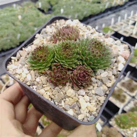 Sempervivum Amazone Dw Uhlig Kakteen Ber Verschiedene Arten