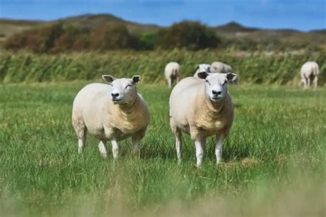 6 Beautiful Breeds Of White Sheep - SheepCaretaker