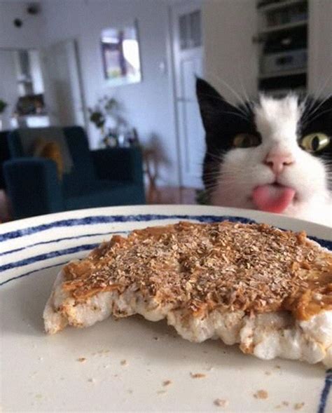 Cats Caught Red Pawed When Stealing Food 15 Pics Viral Cats Blog