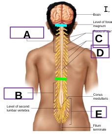 A P Exam 2 Spinal Cord Spinal Nerves Flashcards Quizlet