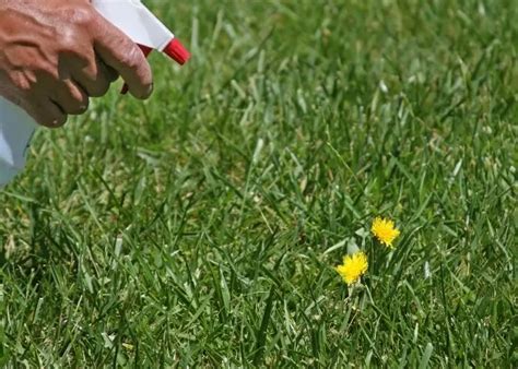 El Bicarbonato De Sodio Mata Las Malas Hierbas Formas Sorprendentes